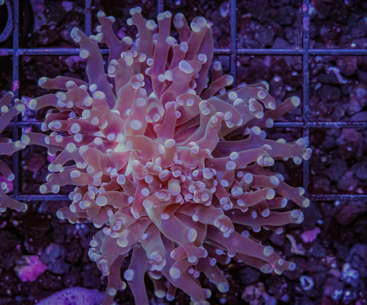 Pink Frogspawn - Aquacultured WYSIWYG
