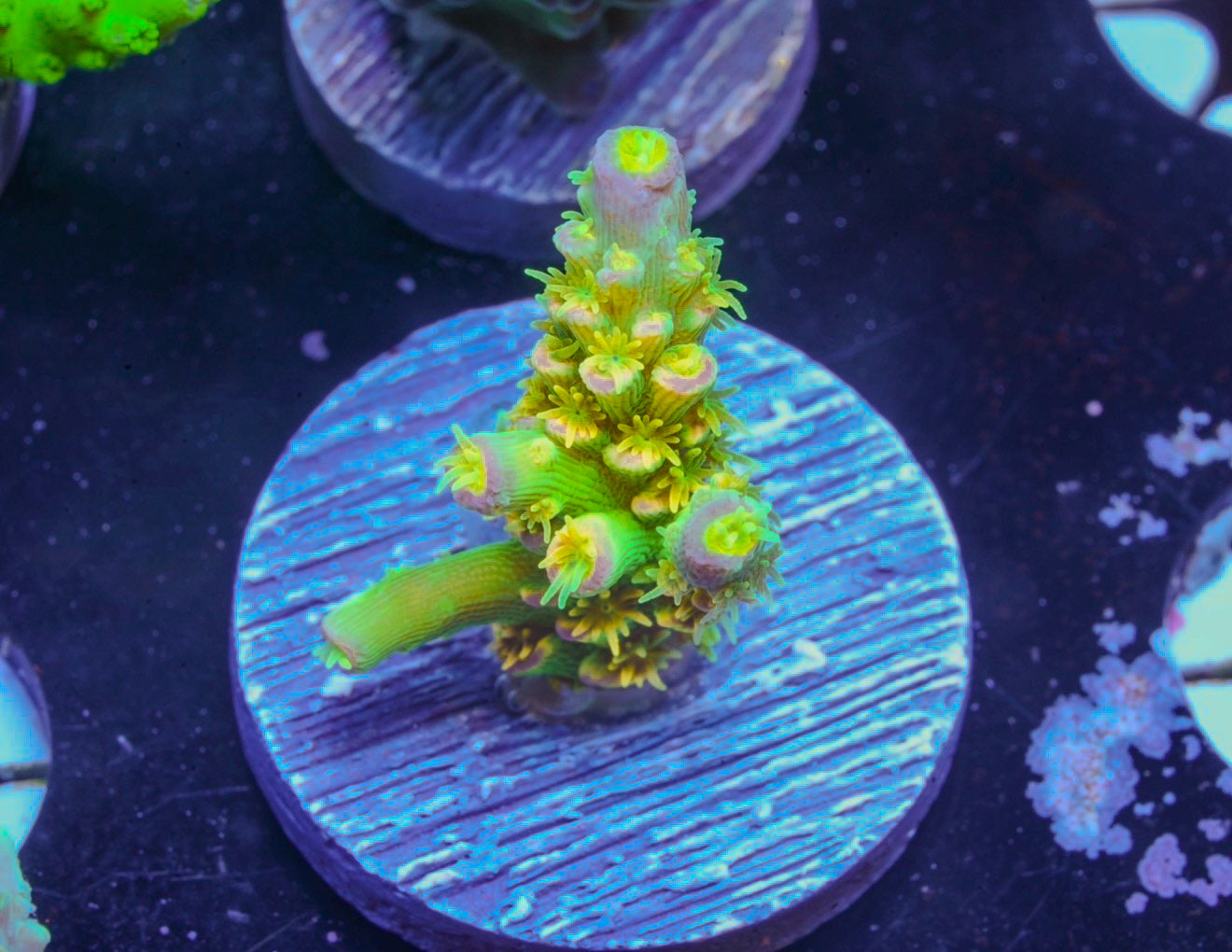 Walt Disney Acropora - Aquacultured WYSIWYG