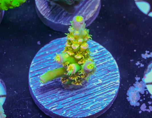 Walt Disney Acropora - Aquacultured WYSIWYG