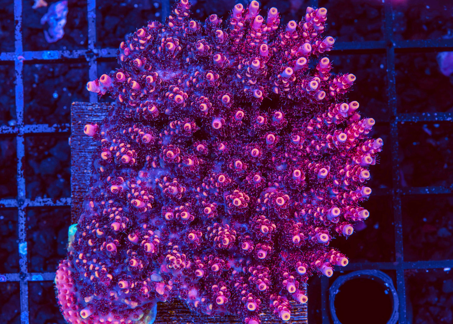 TSA Fruity Pebbles Acropora Colony - Aquacultured WYSIWYG