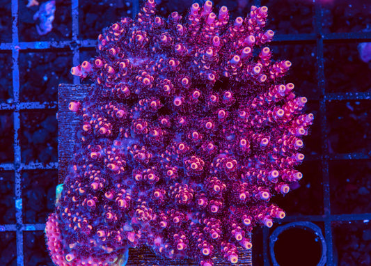 TSA Fruity Pebbles Acropora Colony - Aquacultured WYSIWYG