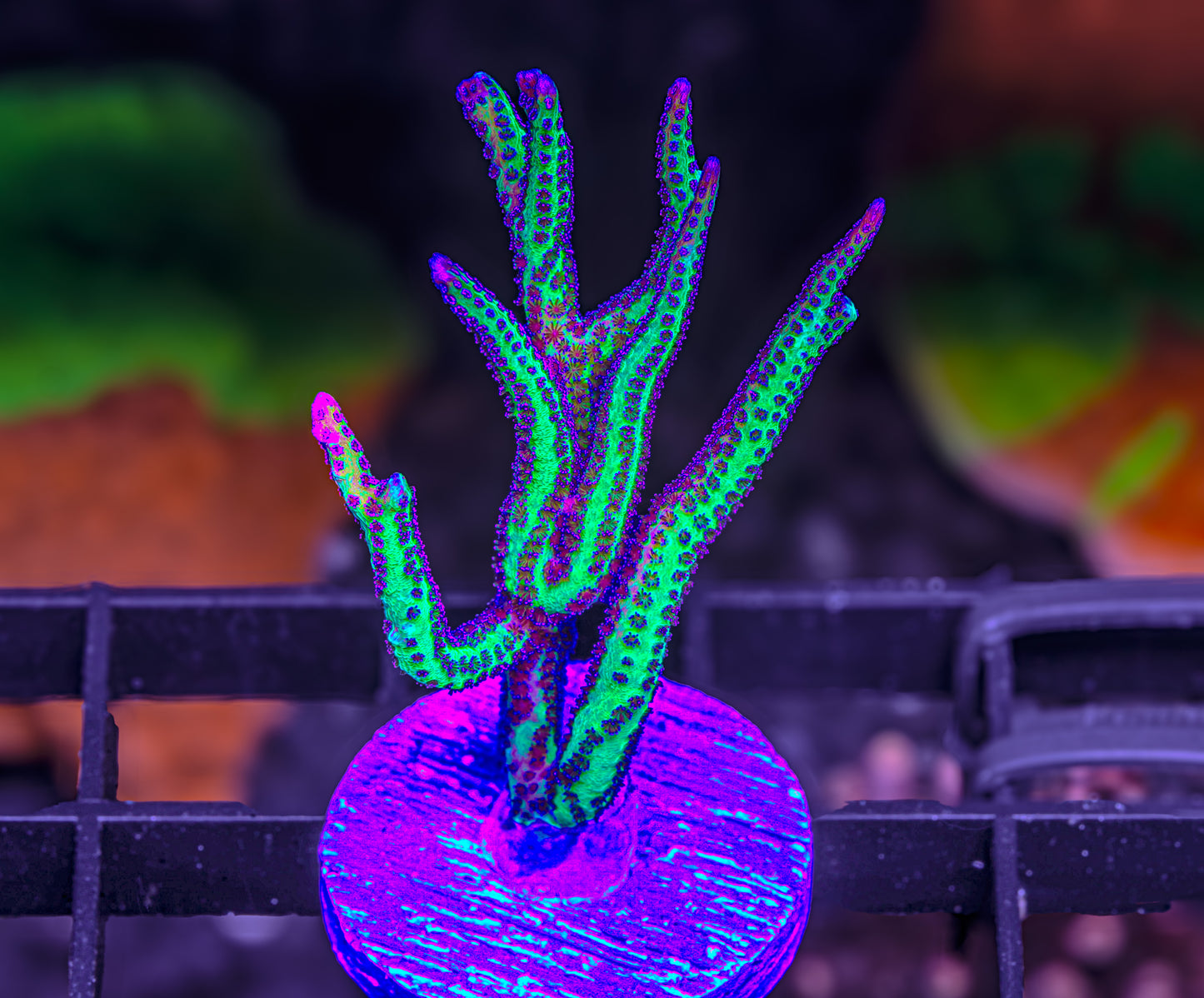 WWC Purple Polyp Birdsnest - Aquacultured WYSIWYG