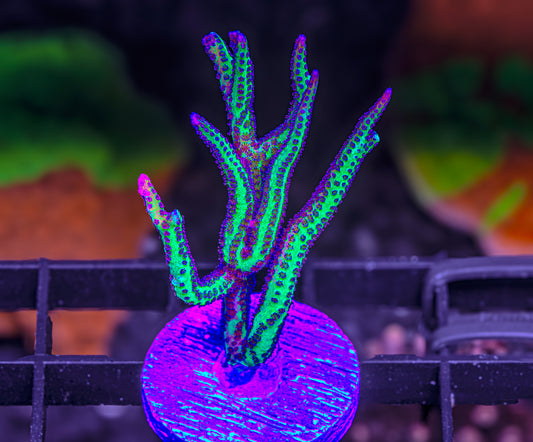 WWC Purple Polyp Birdsnest - Aquacultured WYSIWYG
