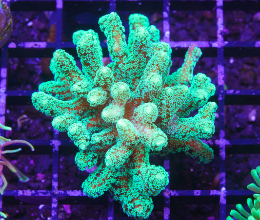 Screaming Green Birdsnest Chunk - Aquacultured WYSIWYG