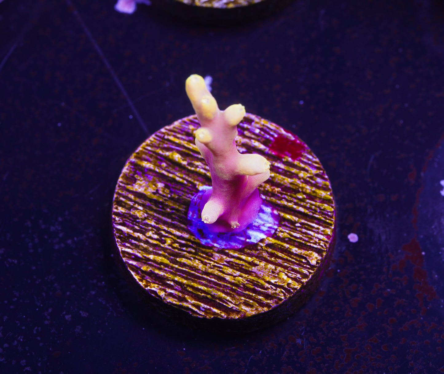POTO Golden Dragon Acropora - Aquacultured WYSIWYG