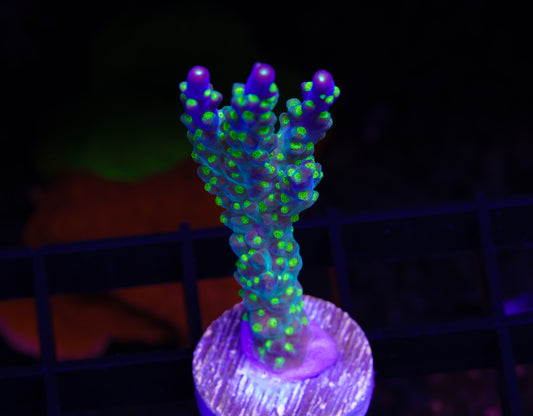 Garf Bonsai Acropora - Aquacultured WYSIWYG