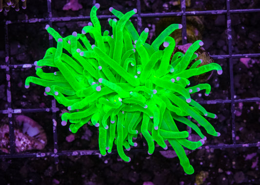 TSA Holy Grail Torch - Aquacultured WYSIWYG ~2 Heads