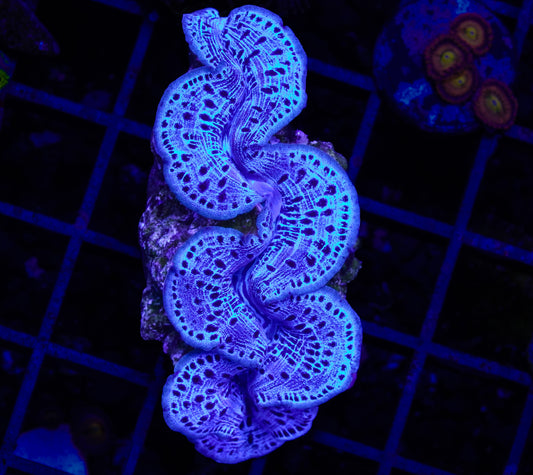 Ultra Blue Maxima Clam ~2.5” - Tank Raised WYSIWYG