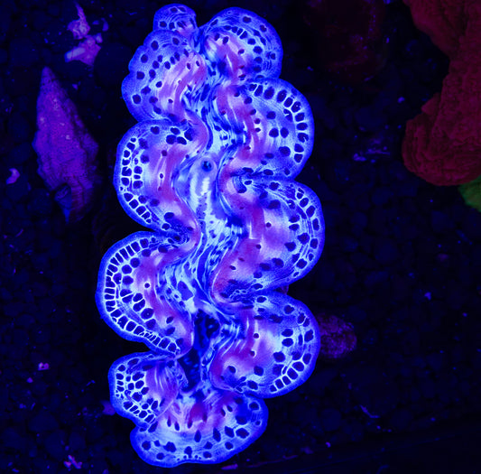 Ultra Blue Maxima Clam ~2.5” - Tank Raised WYSIWYG