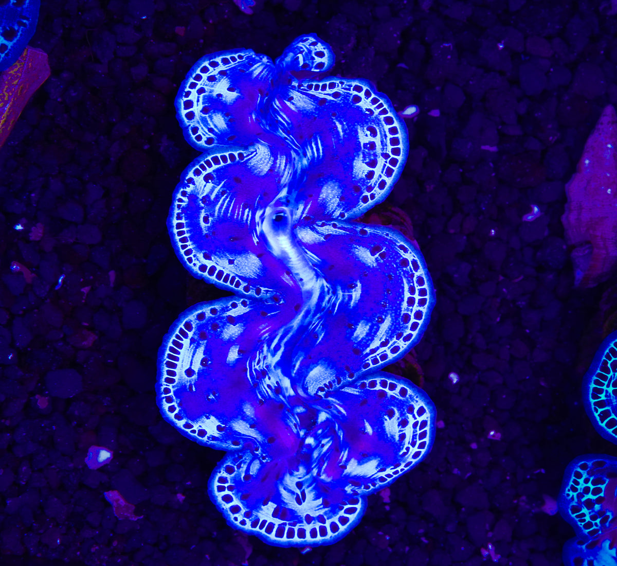 Ultra Blue Maxima Clam ~2.5” - Tank Raised WYSIWYG