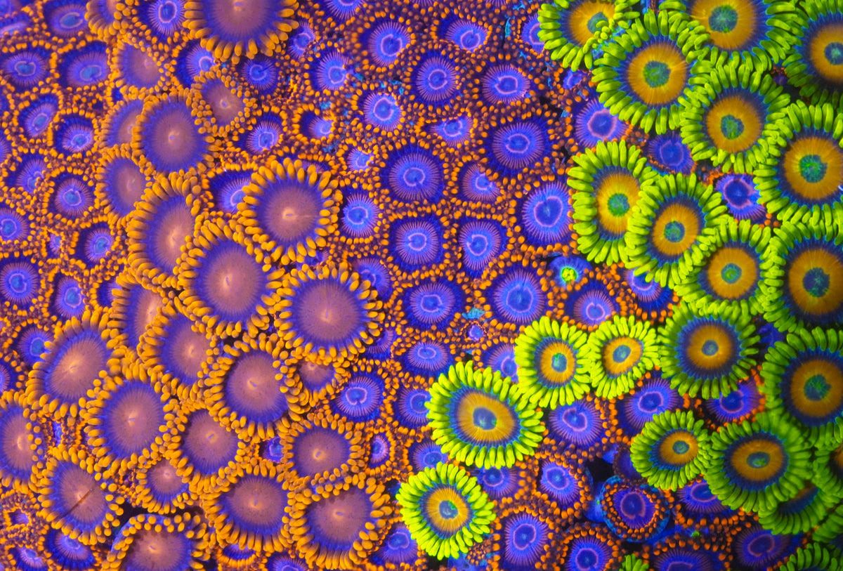 Zoa Combo Rock ~3”x5” - Aquacultured WYSIWYG