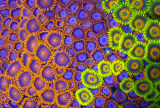 Zoa Combo Rock ~3”x5” - Aquacultured WYSIWYG