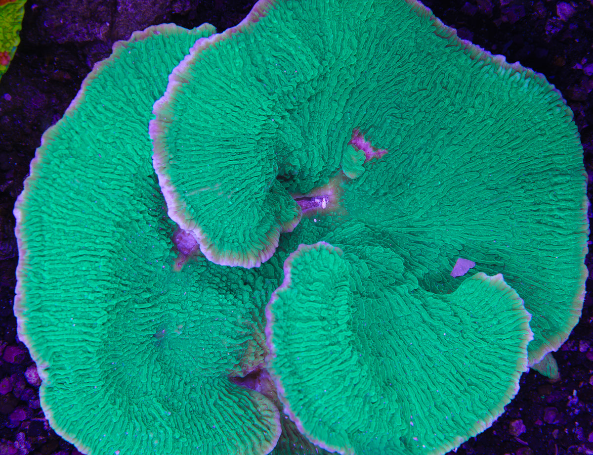 Green plating Montipora - ~4 inches Aquacultured WYSIWYG