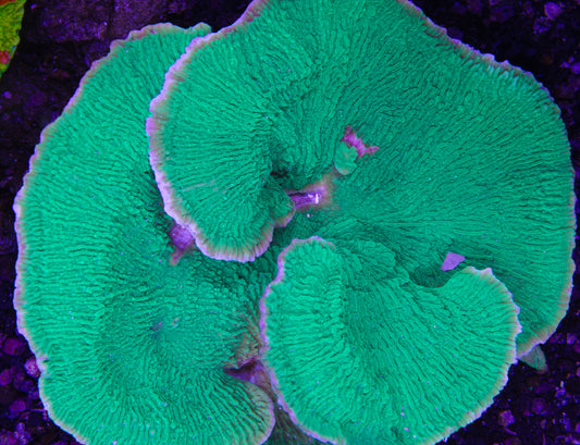 Green plating Montipora - ~4 inches Aquacultured WYSIWYG