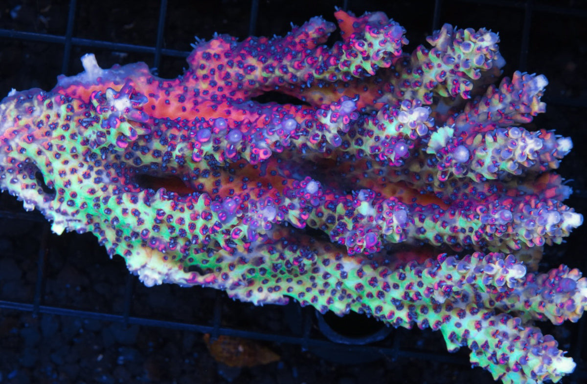 Aussie Strawberry Shortcake Acropora - WYSIWYG