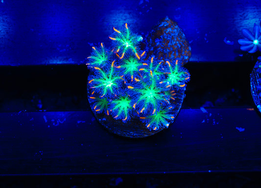TSA Firework Cloves - Aquacultured WYSIWYG