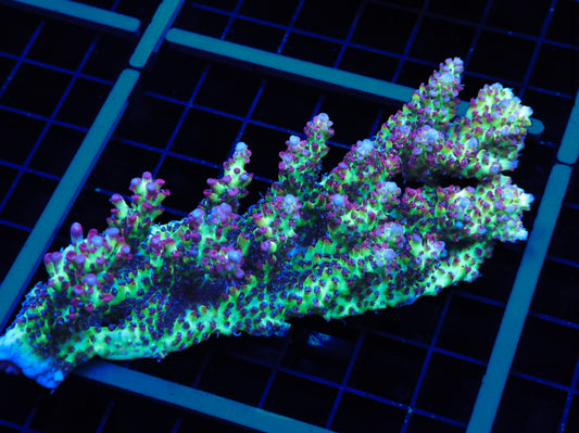 Aussie Strawberry Shortcake Acropora Colony - Conditioned WYSIWYG