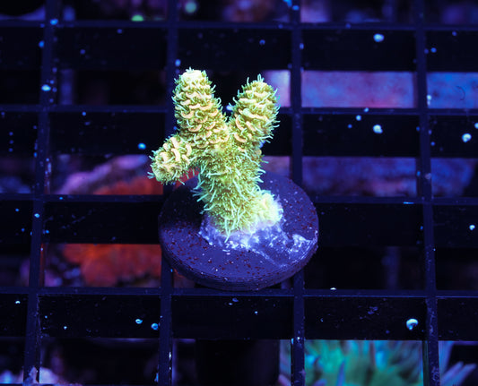 Indo Premium Millepora - WYSIWYG