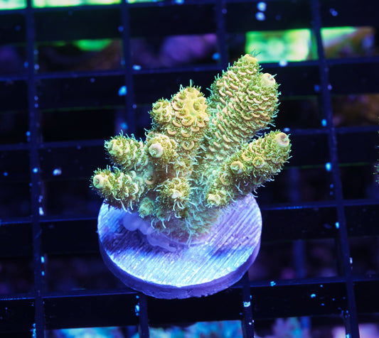 Indo Premium Millepora - WYSIWYG