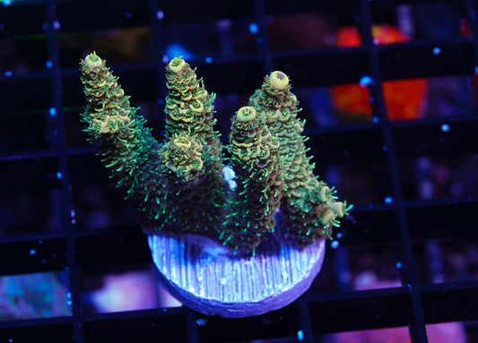 Indo Premium Millepora - WYSIWYG