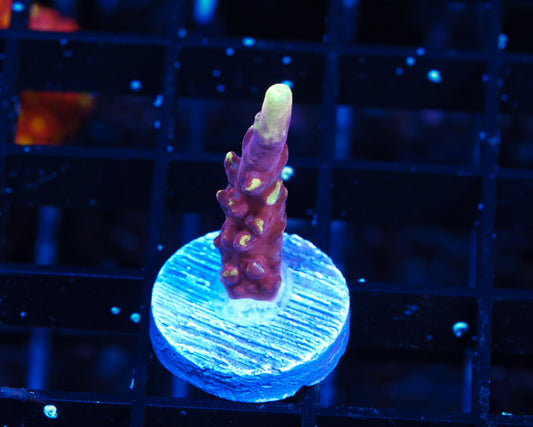 JF Fox Flame Acropora - Aquacultured WYSIWYG