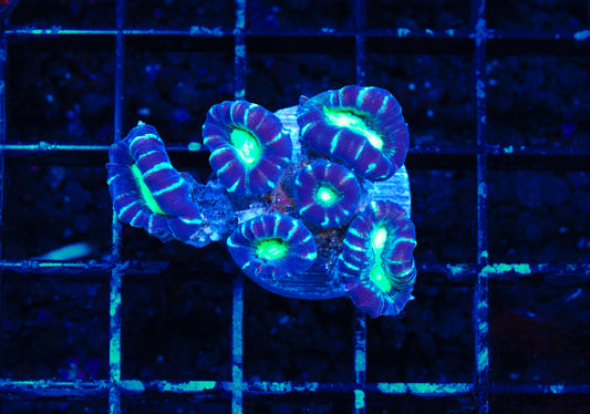 TSA Nightmare Candy Canes - Aquacultured WYSIWYG