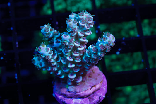 Indo Premium Tenuis Acropora - WYSIWYG