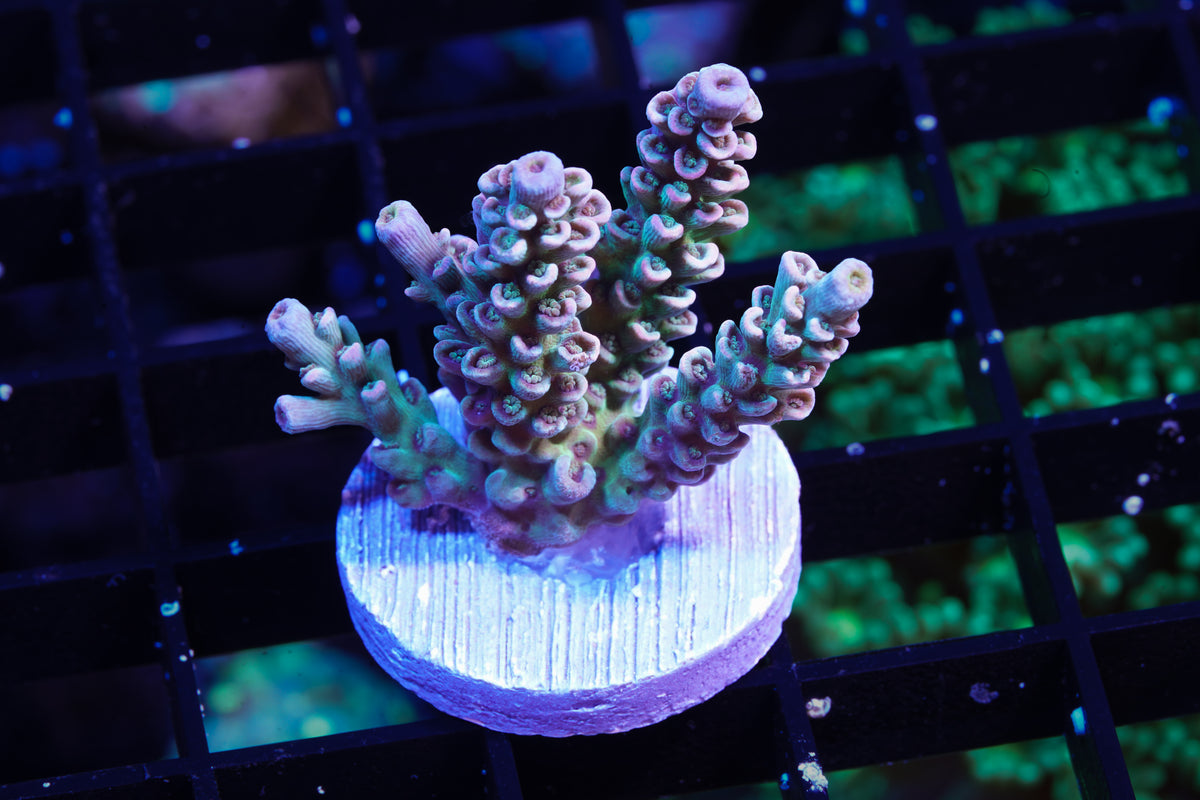 Assorted Premium Acropora - WYSIWYG
