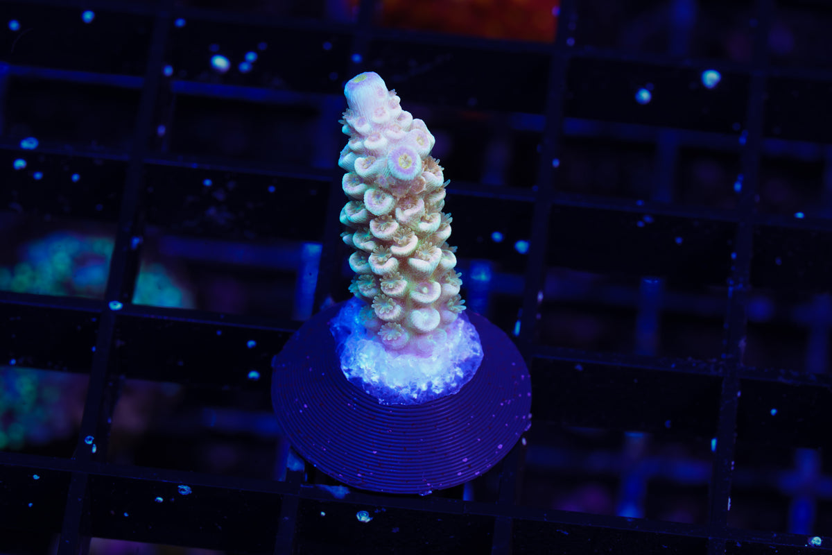 Indo Premium Tenuis Acropora - WYSIWYG