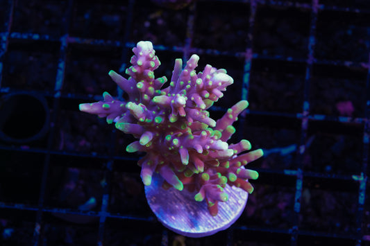Green Dragon Acropora Chunk - WYSIWYG Aquacultured