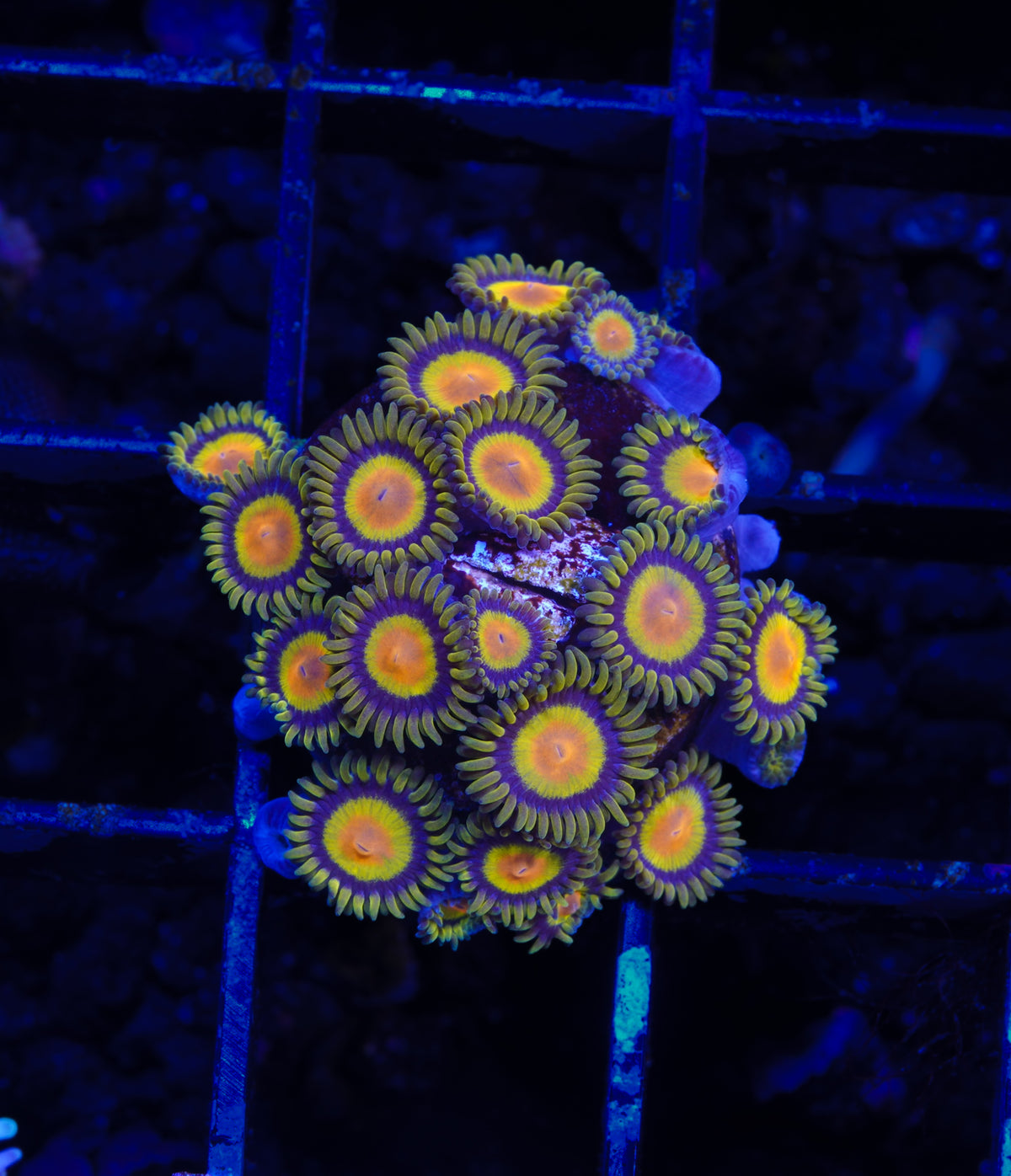 King Midas Zoanthid - Aquacultured WYSIWYG