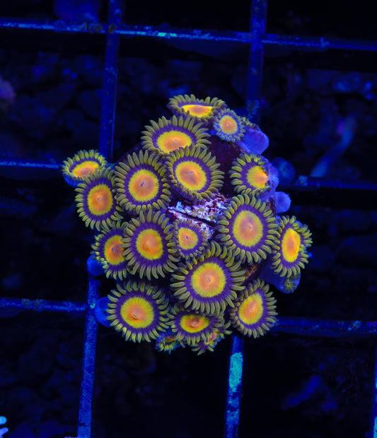 King Midas Zoanthid - Aquacultured WYSIWYG