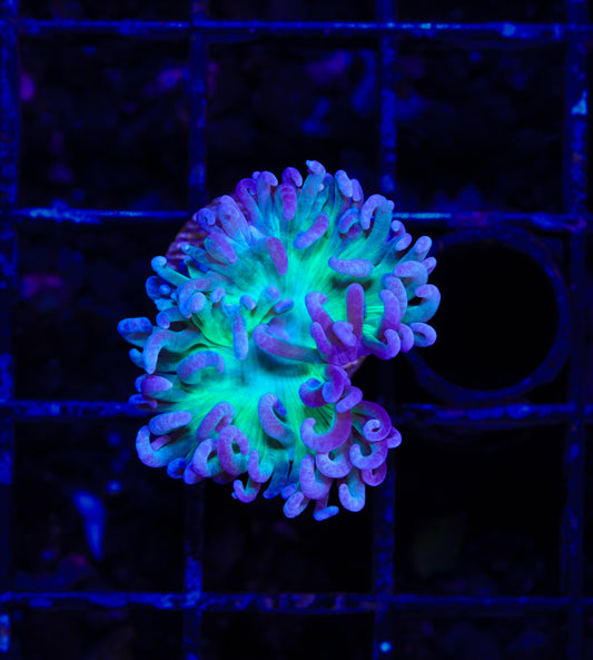 Aussie Green Duncan - Aquacultured WYSIWYG