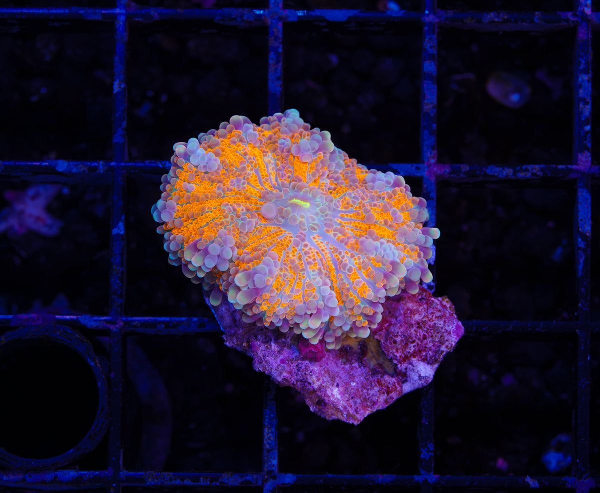 Sunrise Mushroom - Aquacultured WYSIWYG