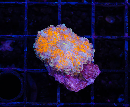 Sunrise Mushroom - Aquacultured WYSIWYG