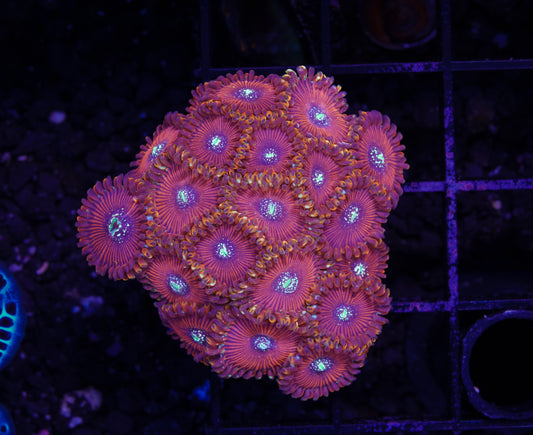 Magician Zoanthid Mini-Colony Aquacultured WYSIWYG