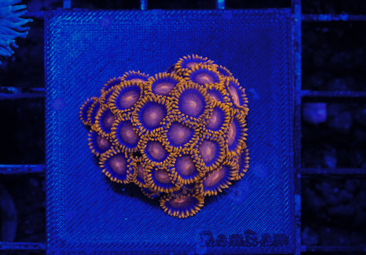 Bam Bam Zoanthid Mini-Colony - Aquacultured WYSIWYG