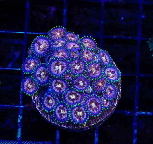 Nirvana Zoanthid Mini-Colony - Aquacultured WYSIWYG