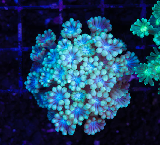 Ultra Neon Alveopora - Aquacultured WYSIWYG