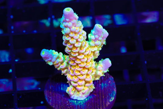 Walt Disney Tenuis Acropora - WYSIWYG