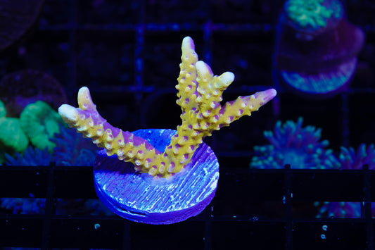Goldenrod  Anacropora - WYSIWYG Aquacultured