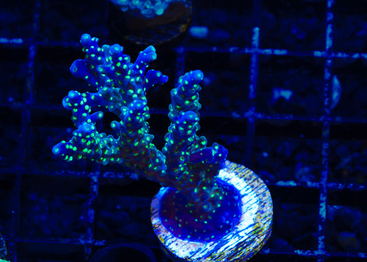 Garf Bonsai Mini-Colony - WYSIWYG Aquacultured