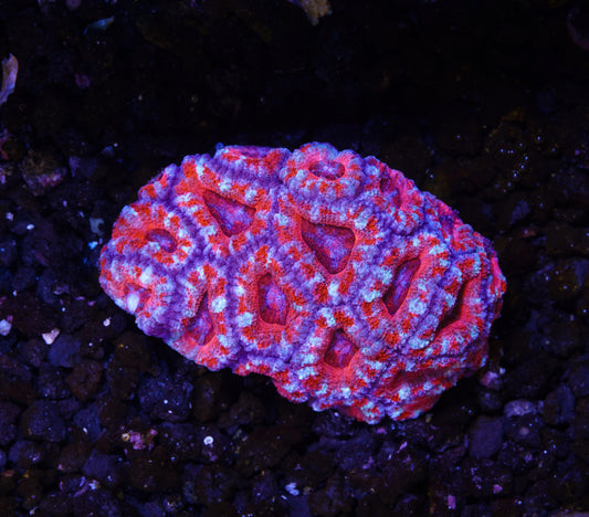 Aussie Ultra Acan - WYSIWYG