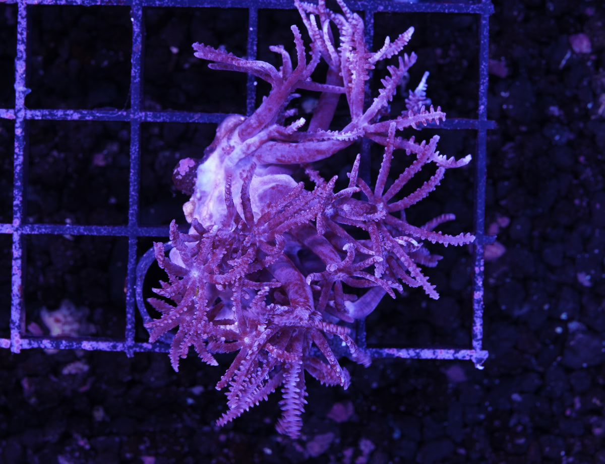 Waving Hand Anthelia - Aquacultured WYSIWYG
