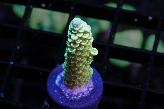 Indo Premium Tenuis Acropora - WYSIWYG