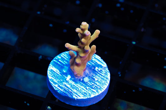 POTO Golden Dragon Acropora - Aquacultured WYSIWYG