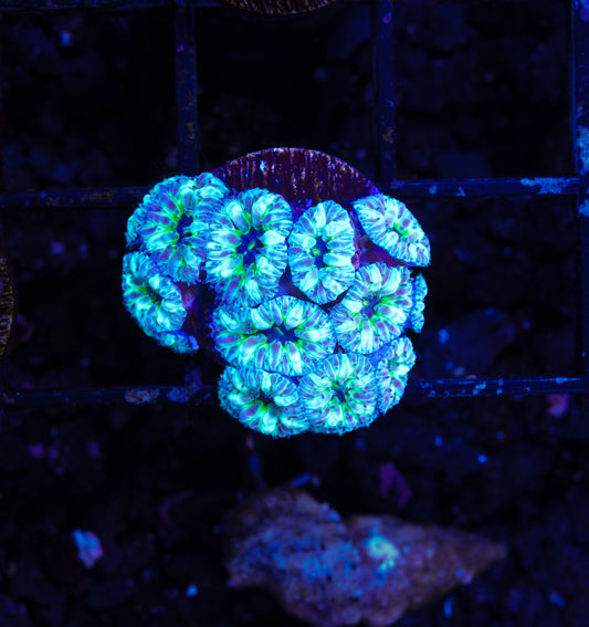 ECC Starry Night Blasto Merletti Mini Colony - WYSIWYG