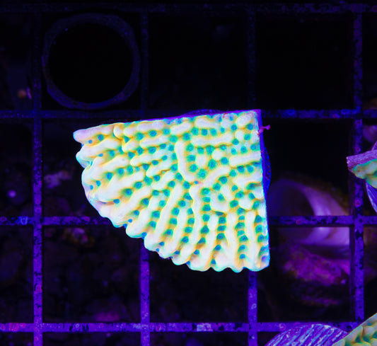 JF Beach Bum Montipora - WYSIWYG Aquacultured