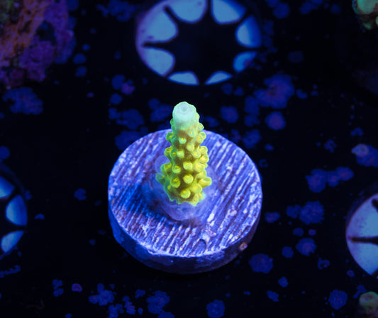 Bali Green Slimer Acropora - WYSIWYG Aquacultured