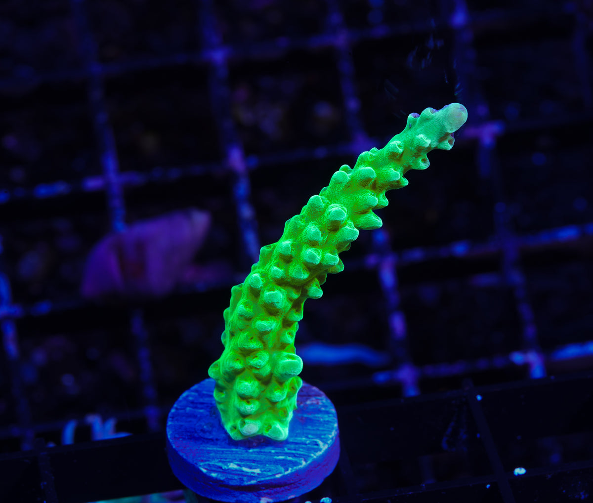 ORA Frogskin Acropora - WYSIWYG Aquacultured